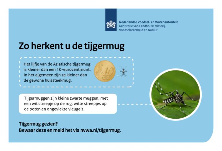 Aziatische tijgermug duikt op in Mierlo: NVWA start bestrijdingsactie